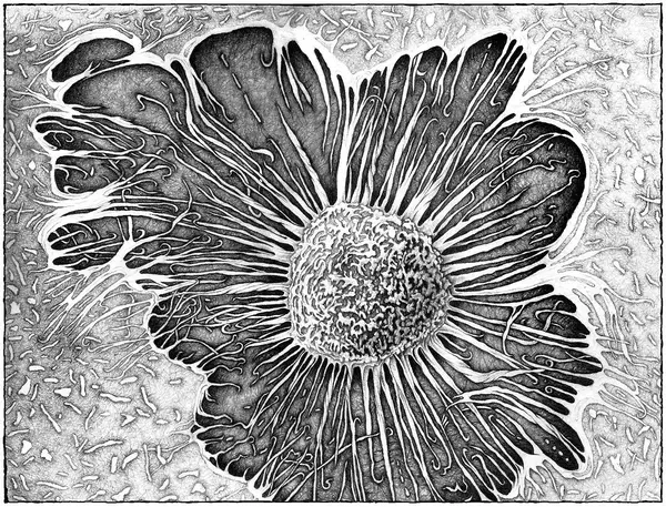 Another Flower Without a Number